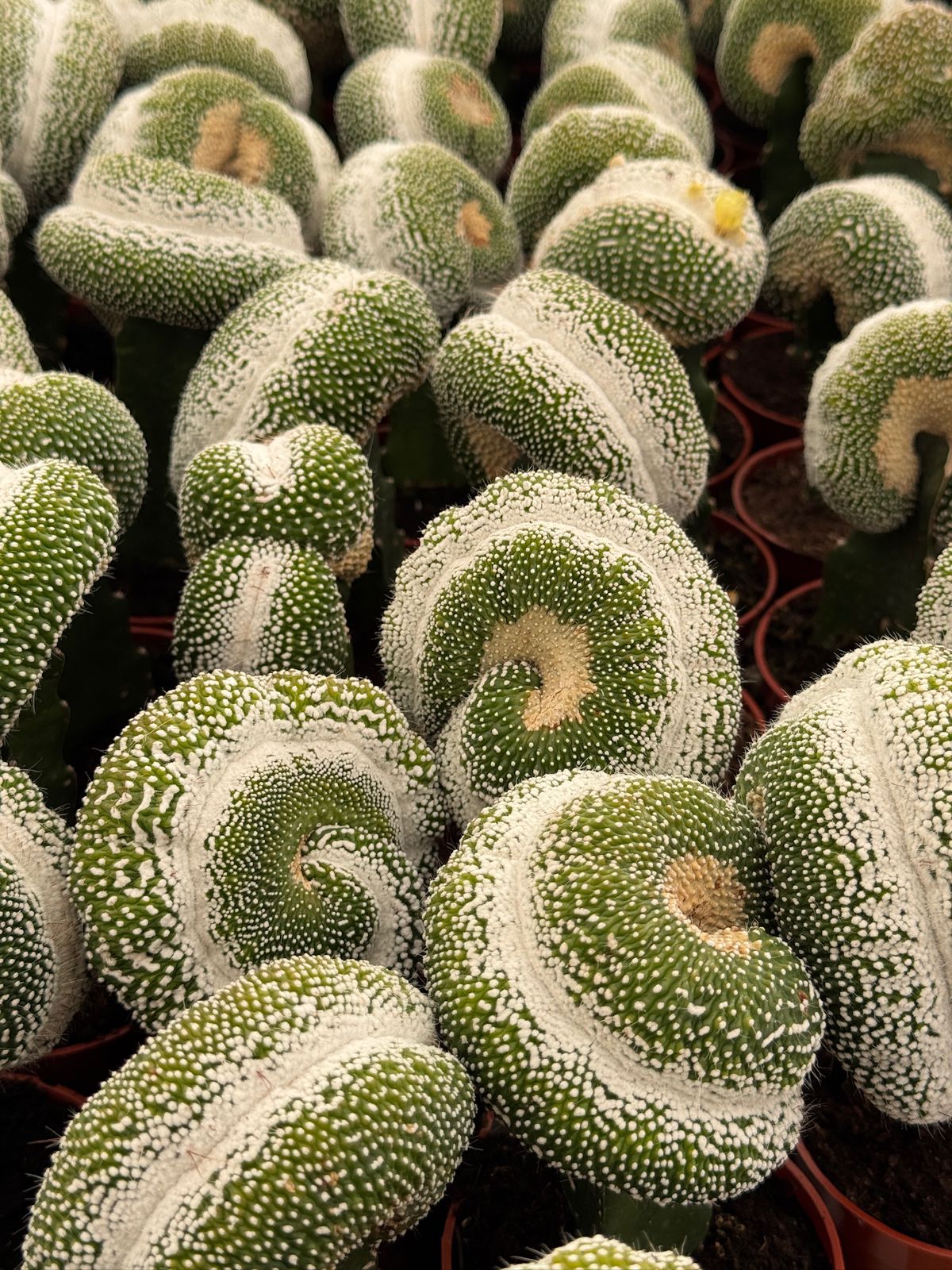 Injerto Notocactus scopa crestada