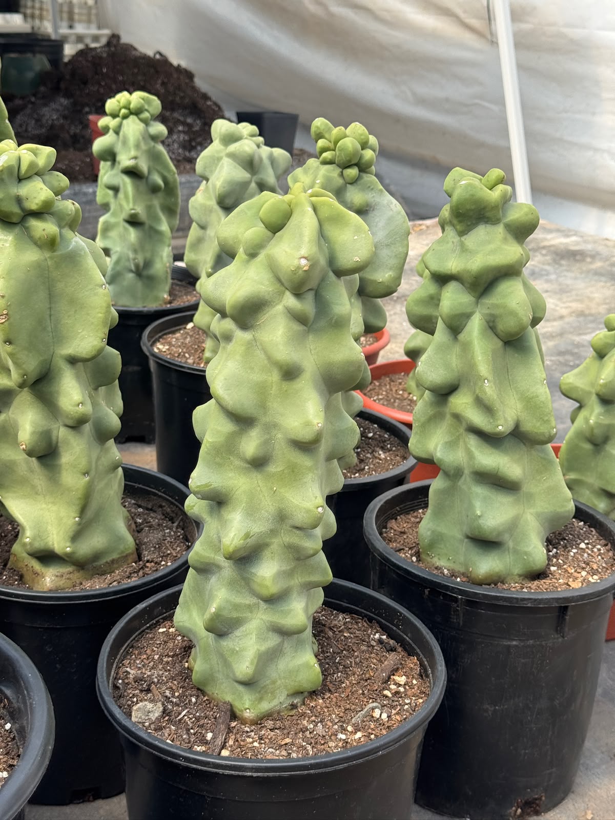 Lophocereus schottii var. Mounstruoso (30cm)