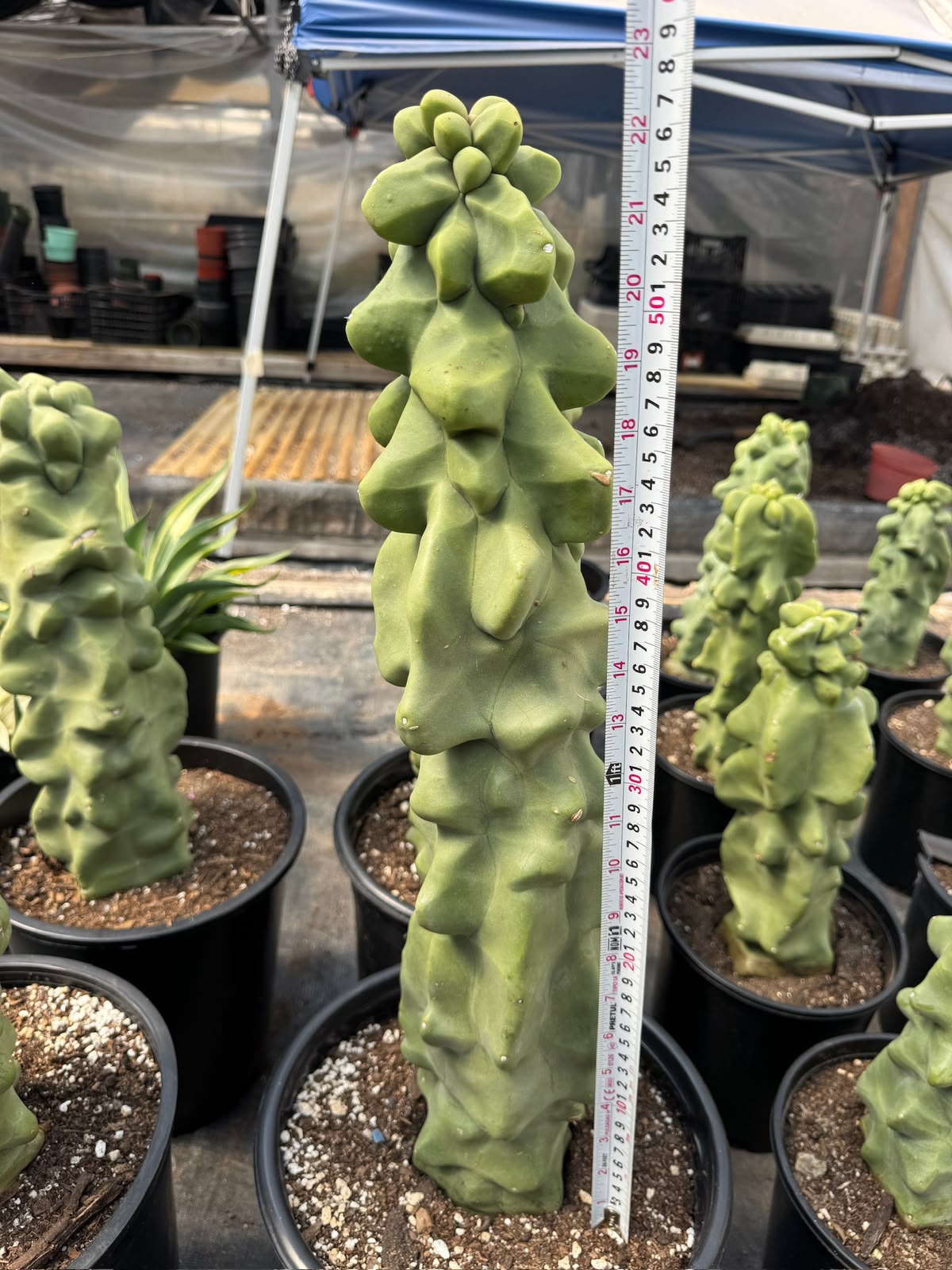 Lophocereus schottii f. Monstruosa (50cm)