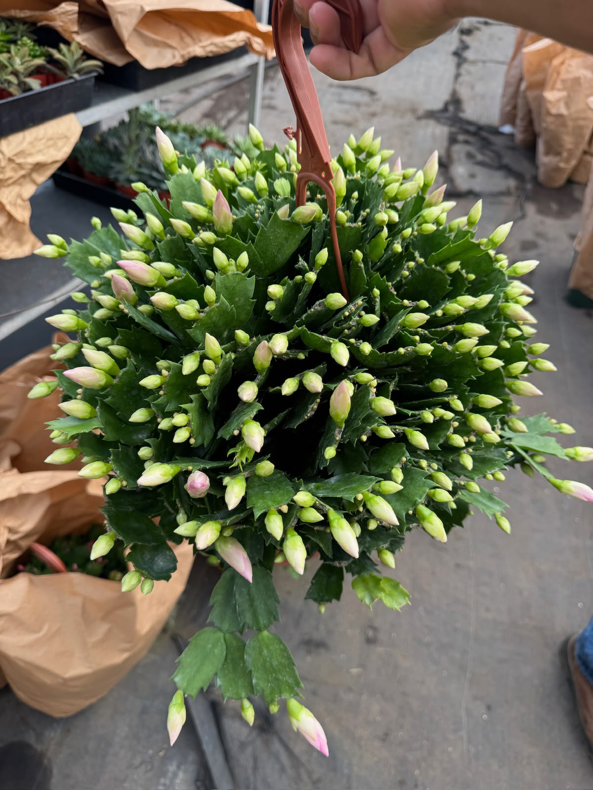 Schlumbergera (Cactus Navidad)