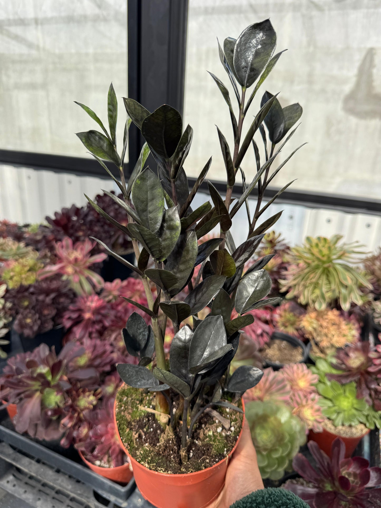 Zamioculcas zamiifolia Black Raven (ZZ black Raven)