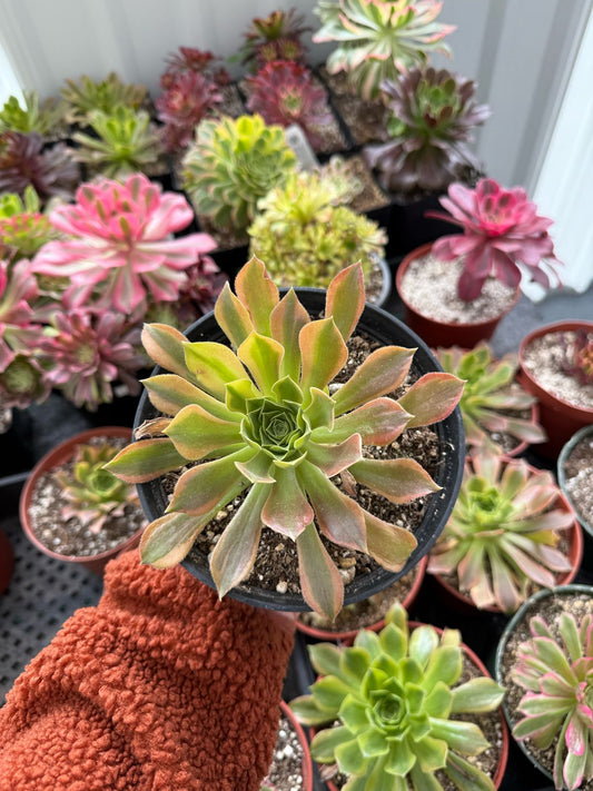 Aeonium pineapple de 1 cabeza