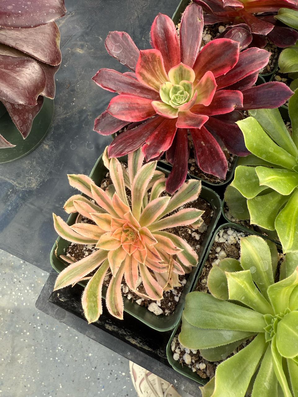 Aeonium wrinkled xianmo de 1 cabeza