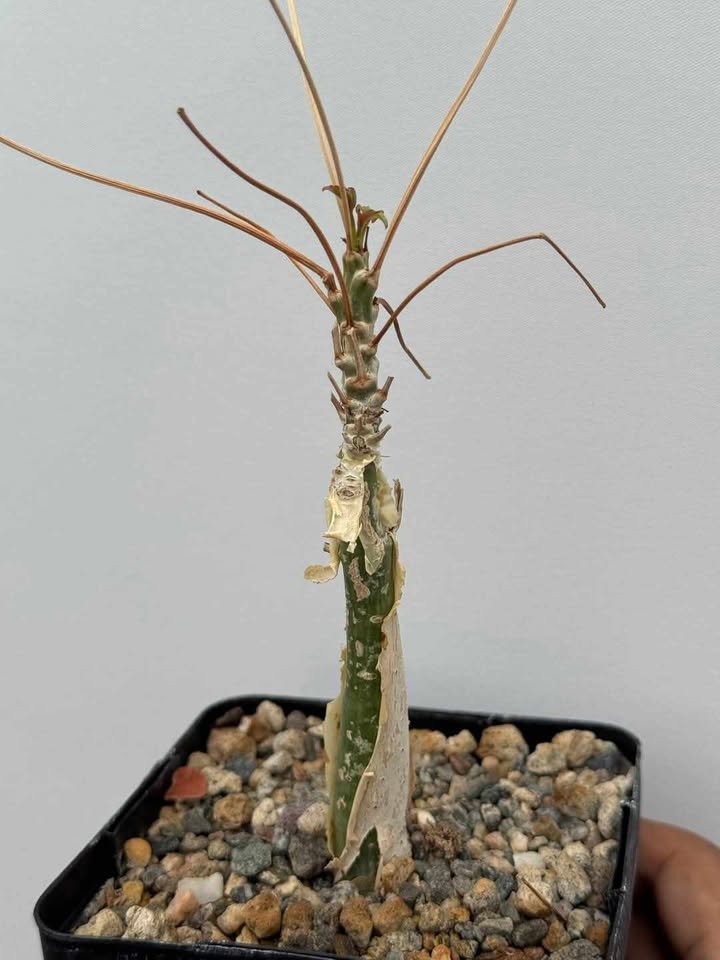 Commiphora unilobata