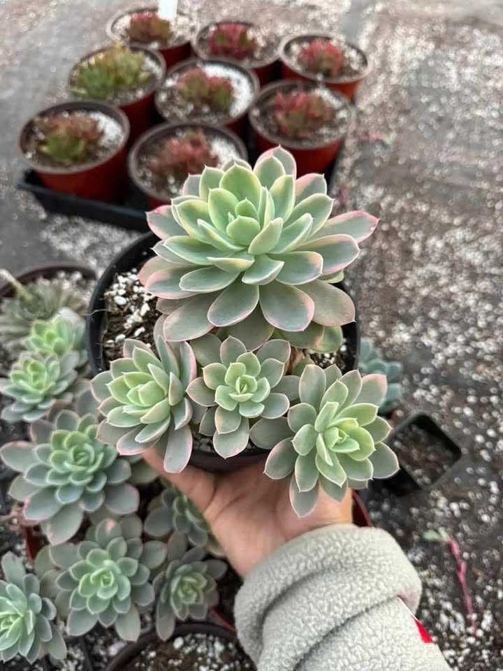 Echeveria pinky villa cluster