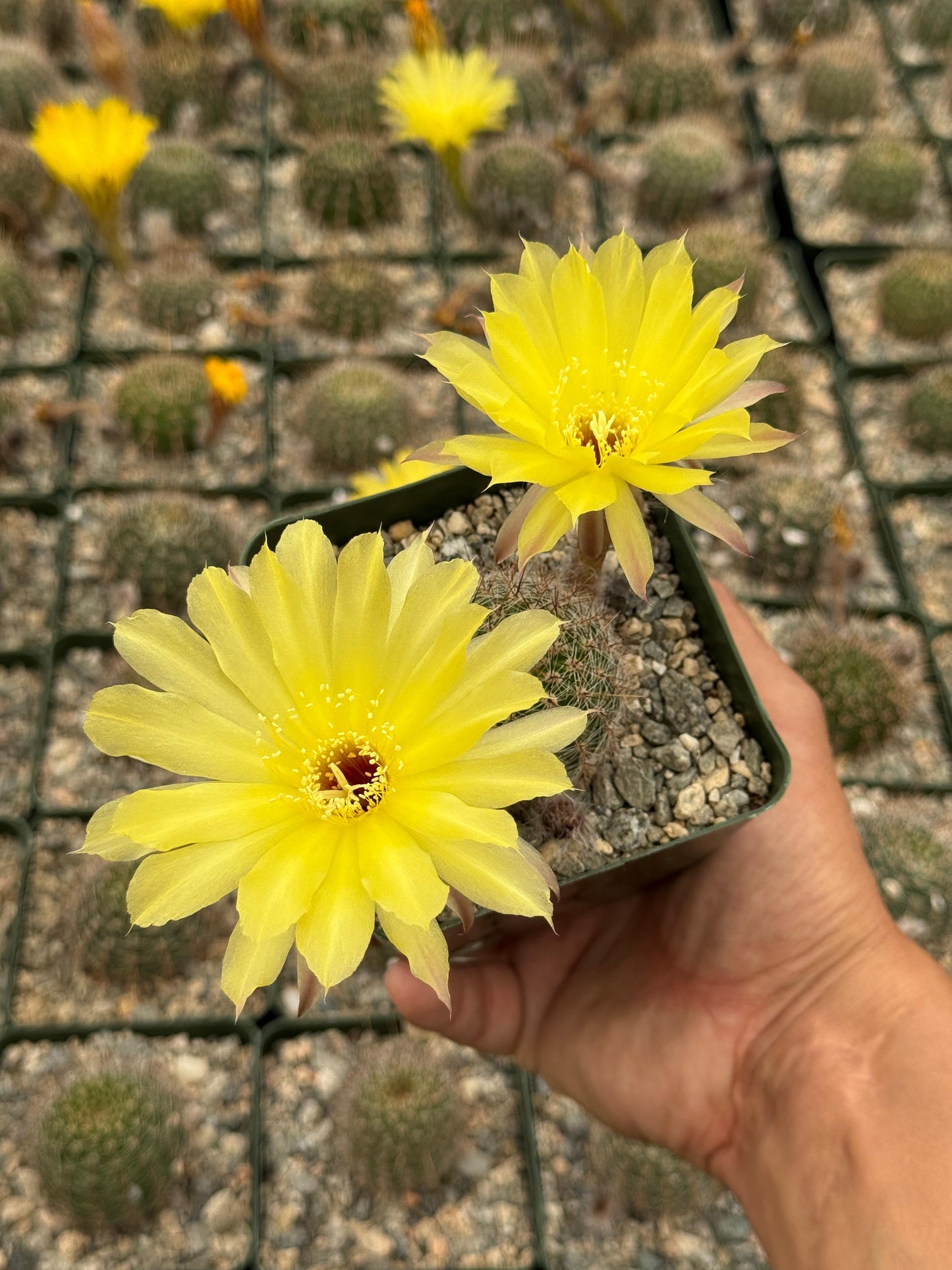 Echinopsis aurea var. sierragrandensis