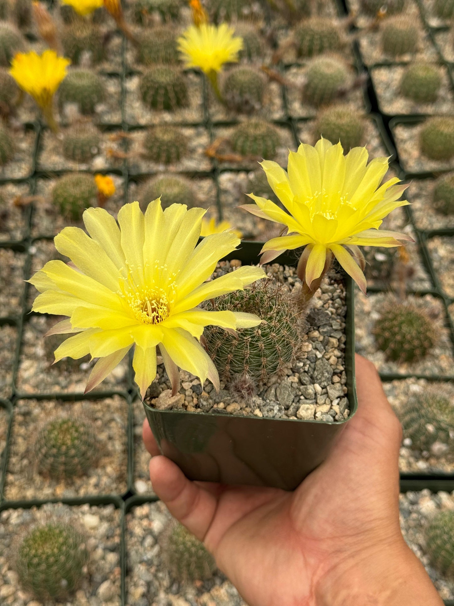 Echinopsis aurea var. sierragrandensis
