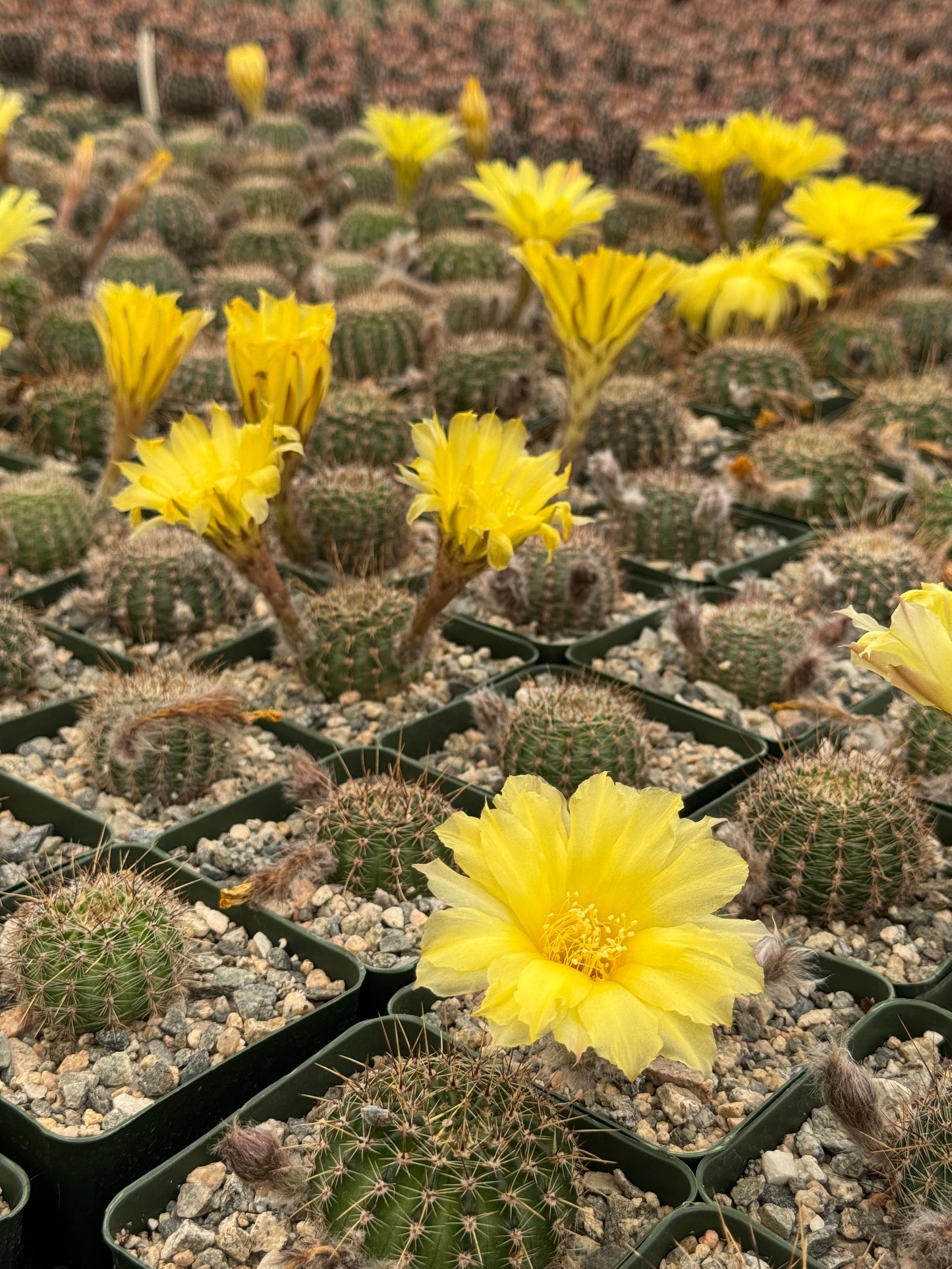 Lobivia áurea sierragrandesis