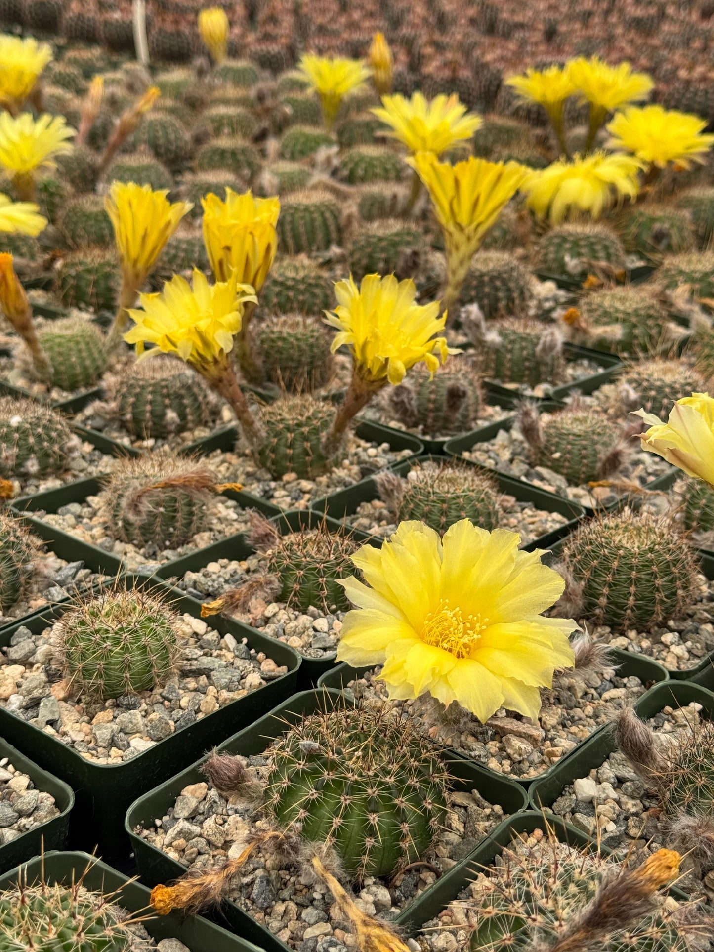 Echinopsis aurea var. sierragrandensis