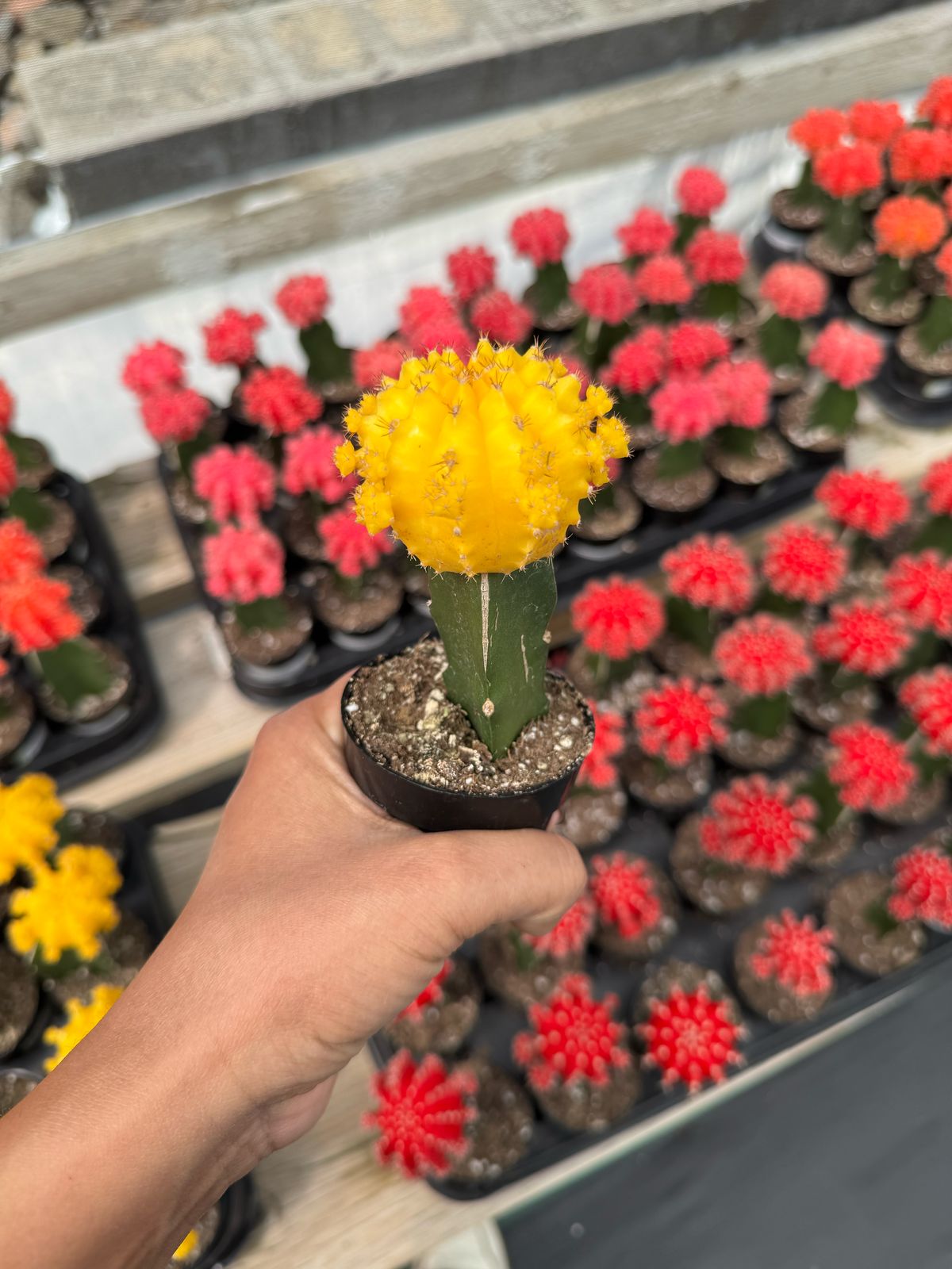 Injerto Gymnocalycium amarillo chico