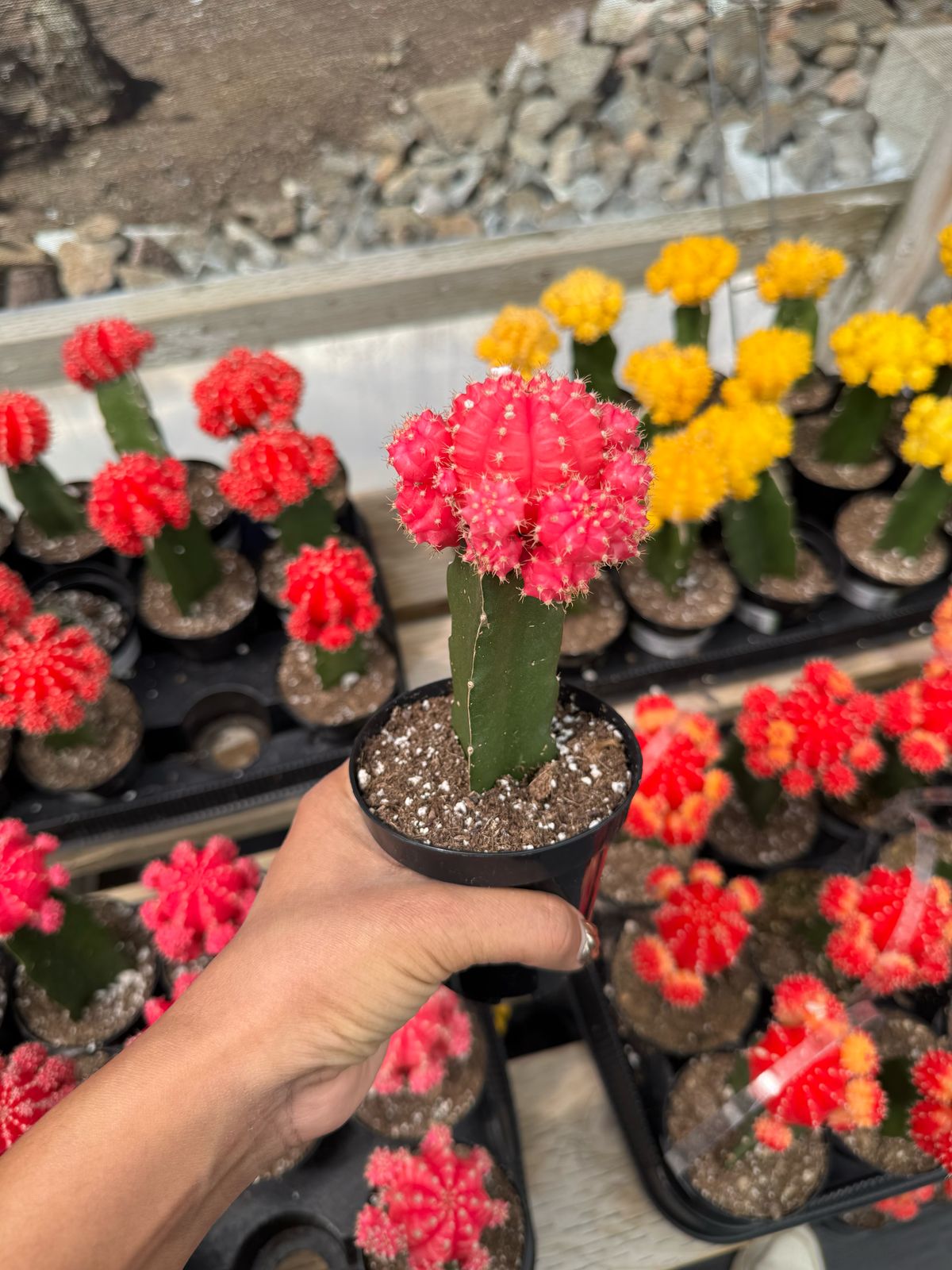 Injerto Gymnocalycium rosa chico