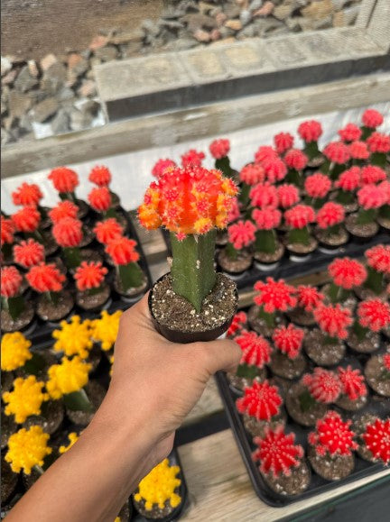 Injerto Gymnocalycium naranja chico