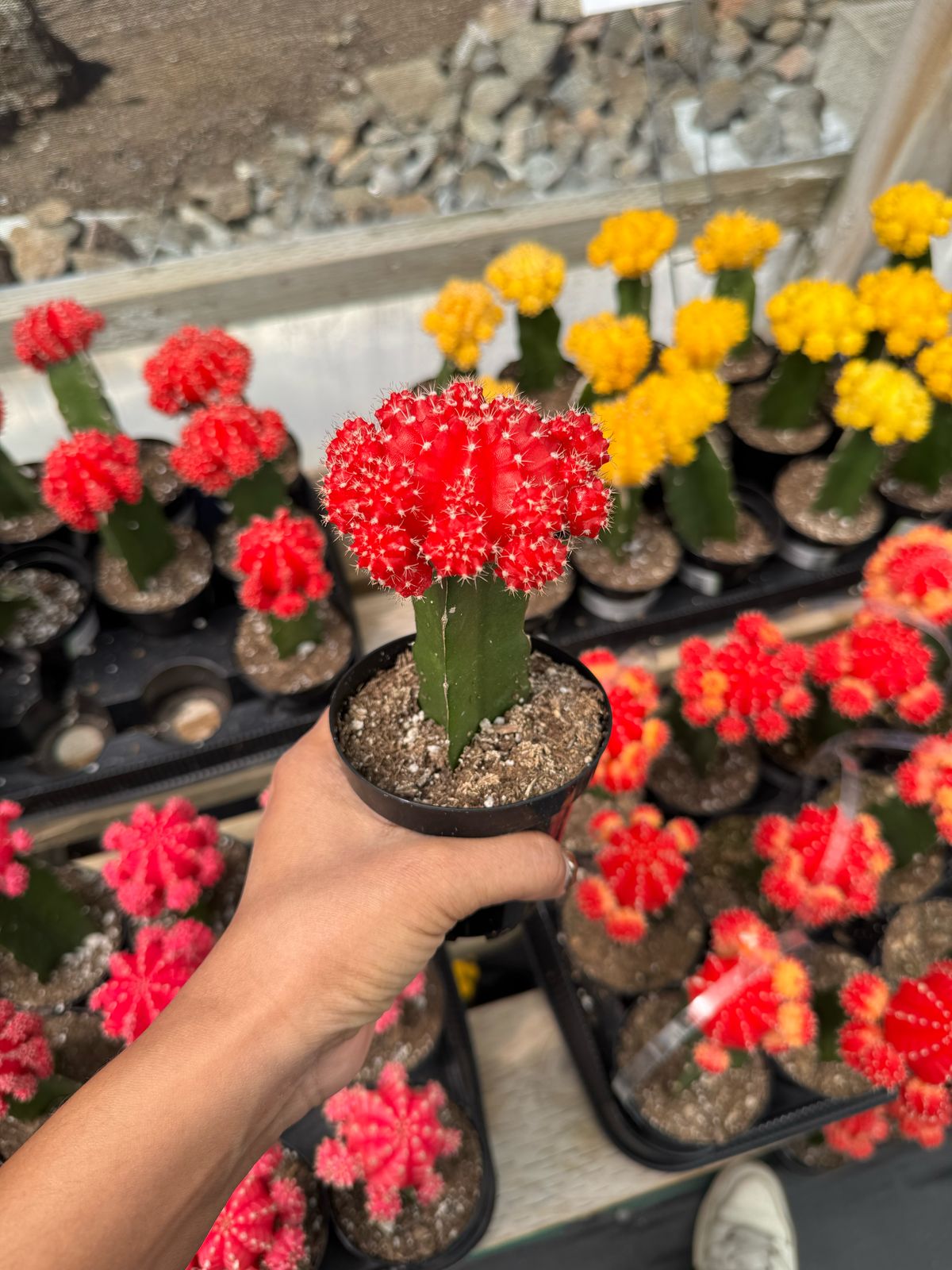Injerto Gymnocalycium rojo grande
