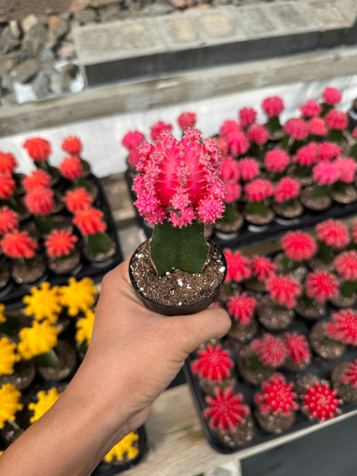 Injerto Gymnocalycium rosa grande