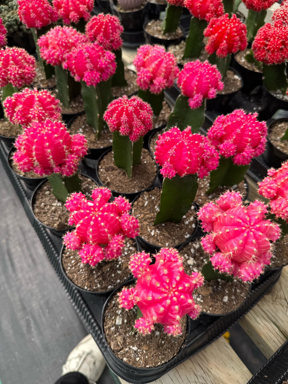 Injerto Gymnocalycium rosa grande