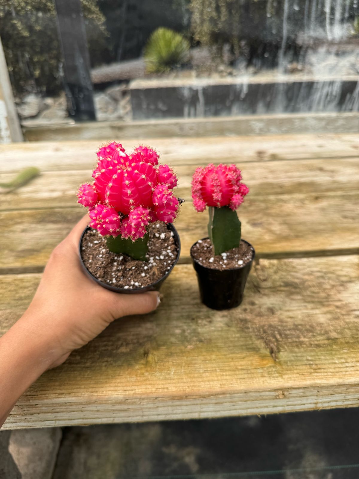 Injerto Gymnocalycium rosa grande