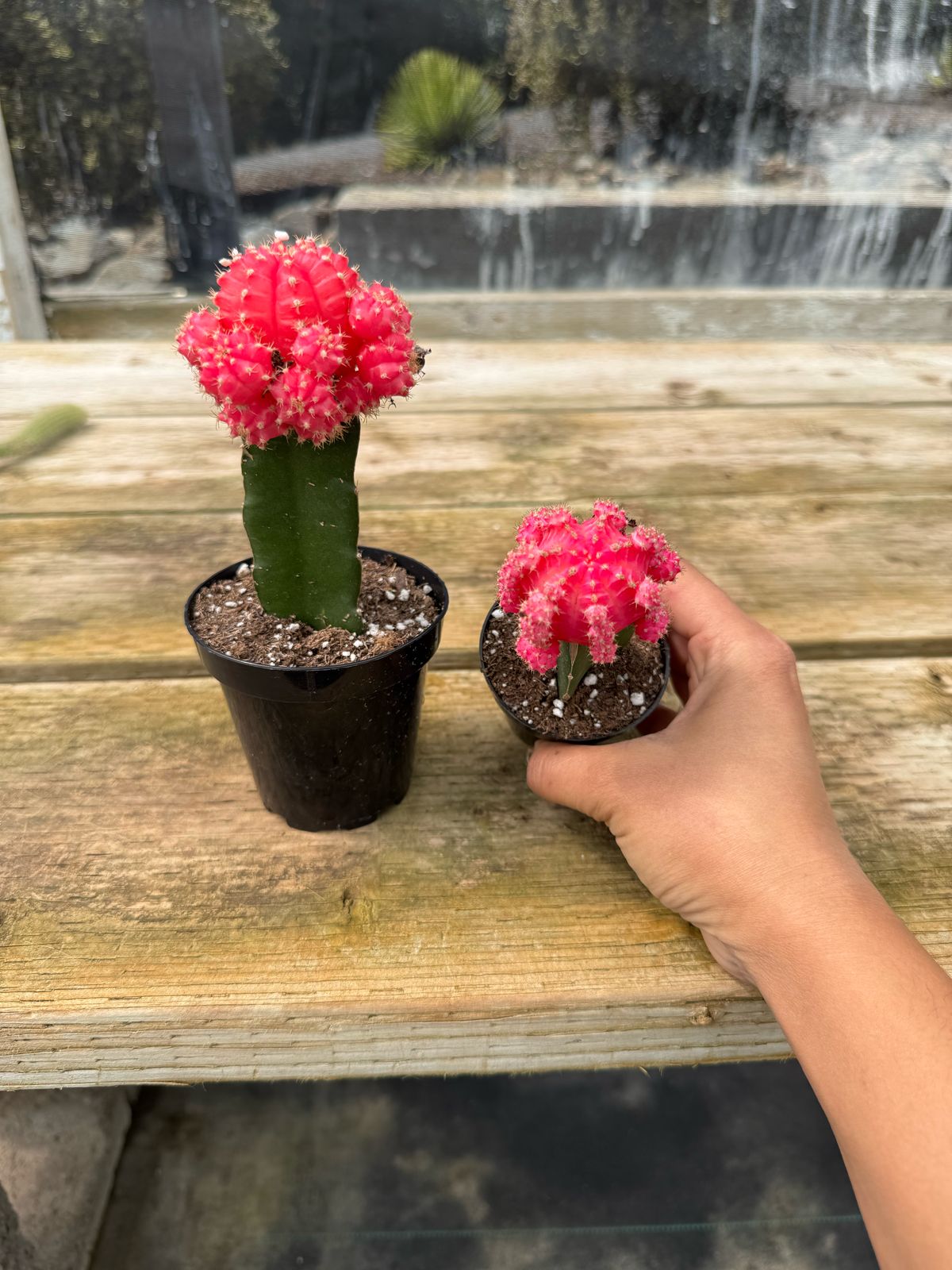 Injerto Gymnocalycium rosa grande