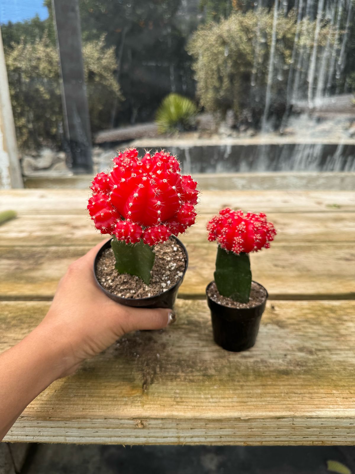 Injerto Gymnocalycium rojo grande