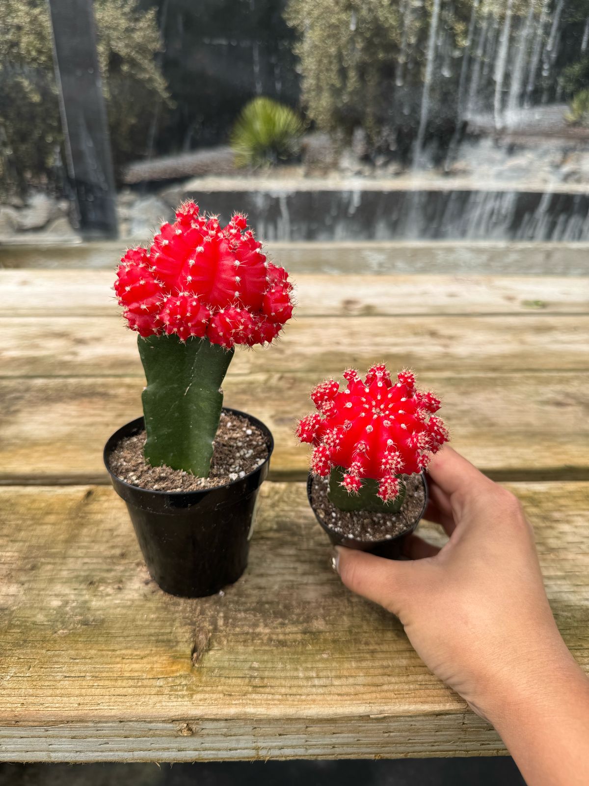 Injerto Gymnocalycium rojo grande