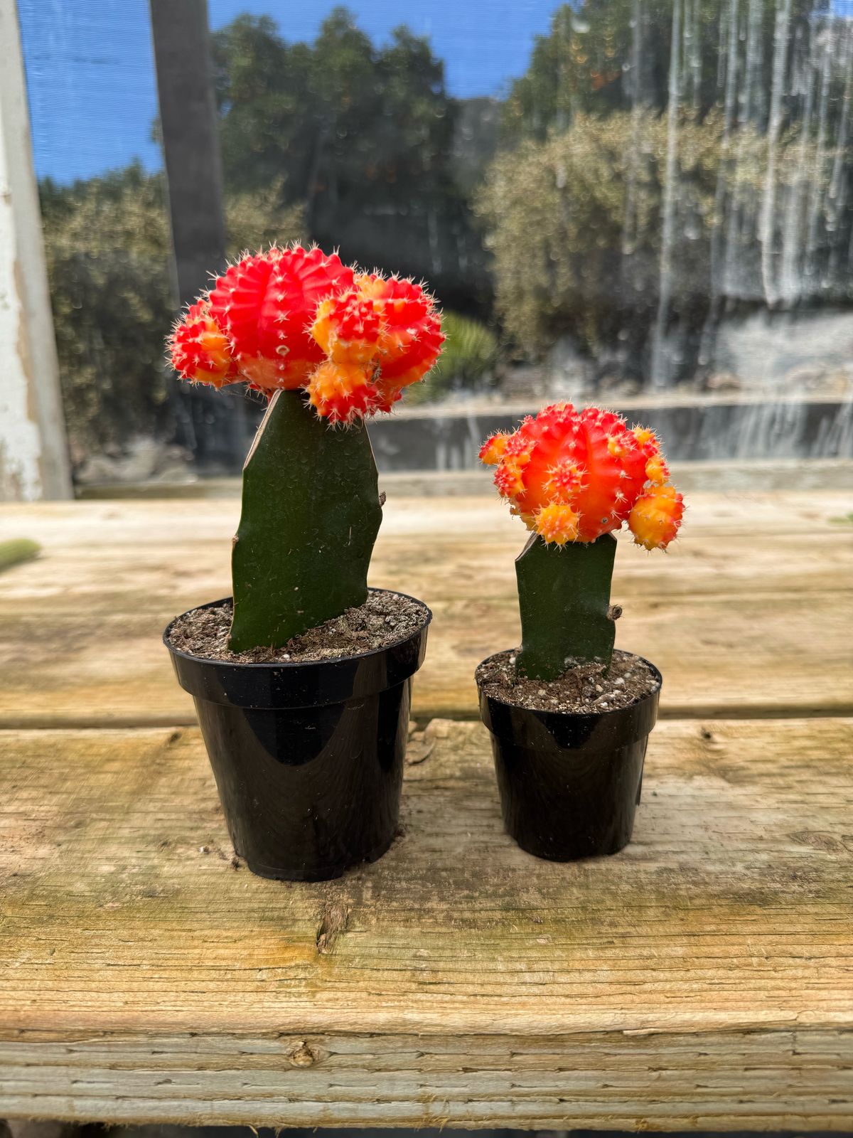 Injerto Gymnocalycium naranja chico