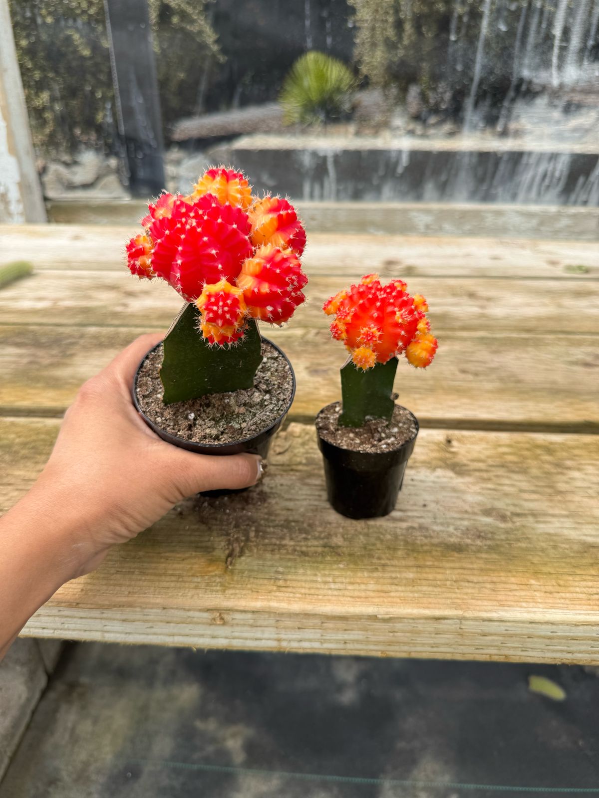 Injerto Gymnocalycium naranja chico