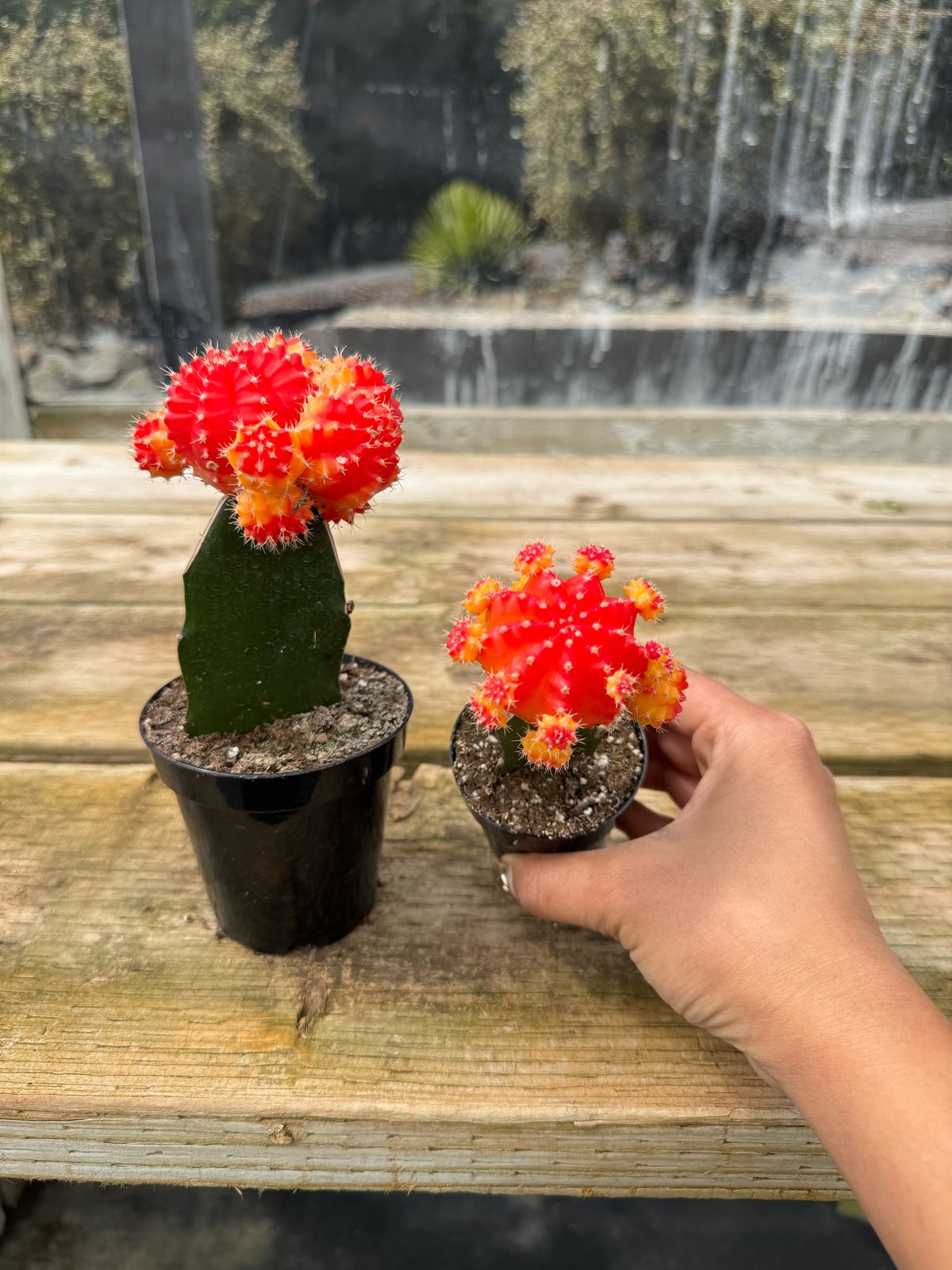 Injerto Gymnocalycium naranja chico
