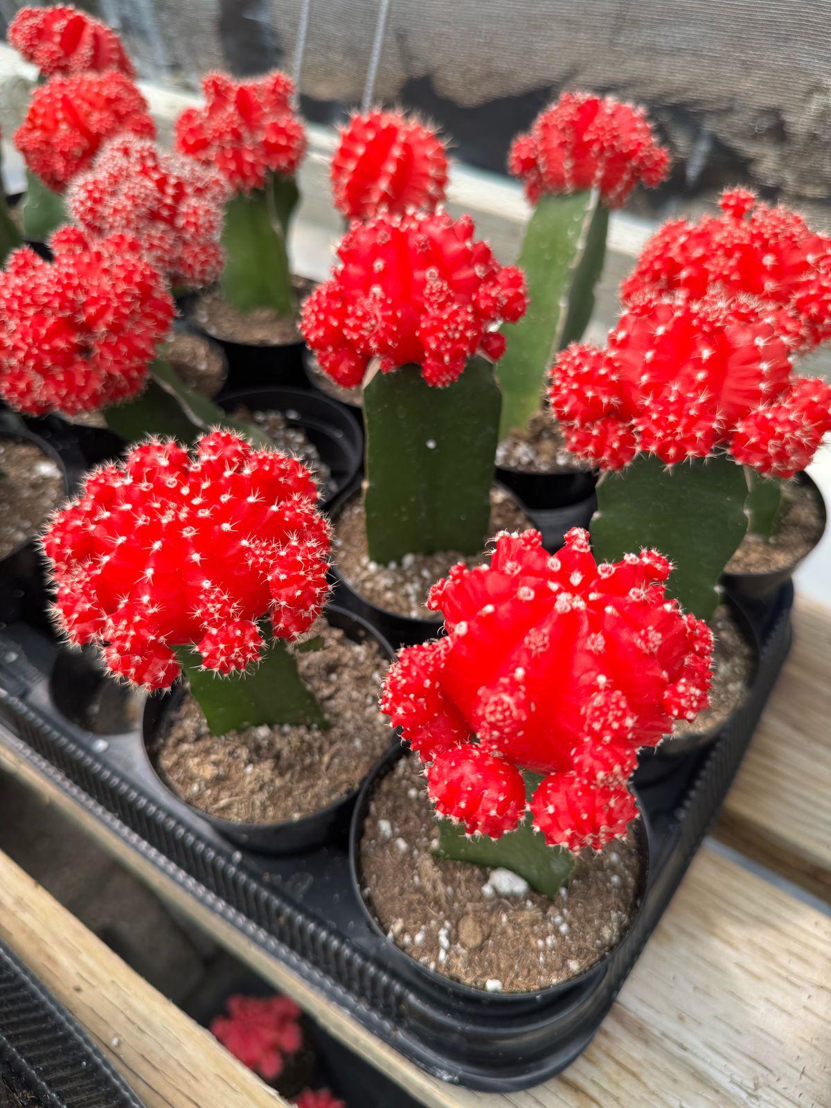 Injerto Gymnocalycium rojo grande