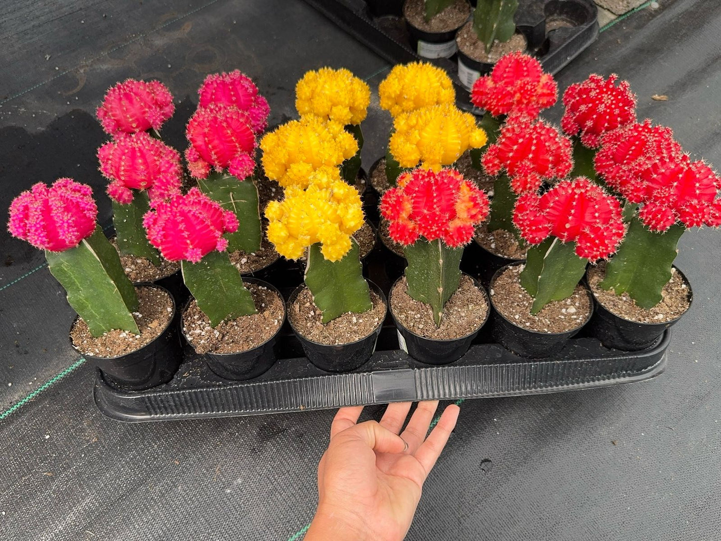 Injerto Gymnocalycium naranja chico