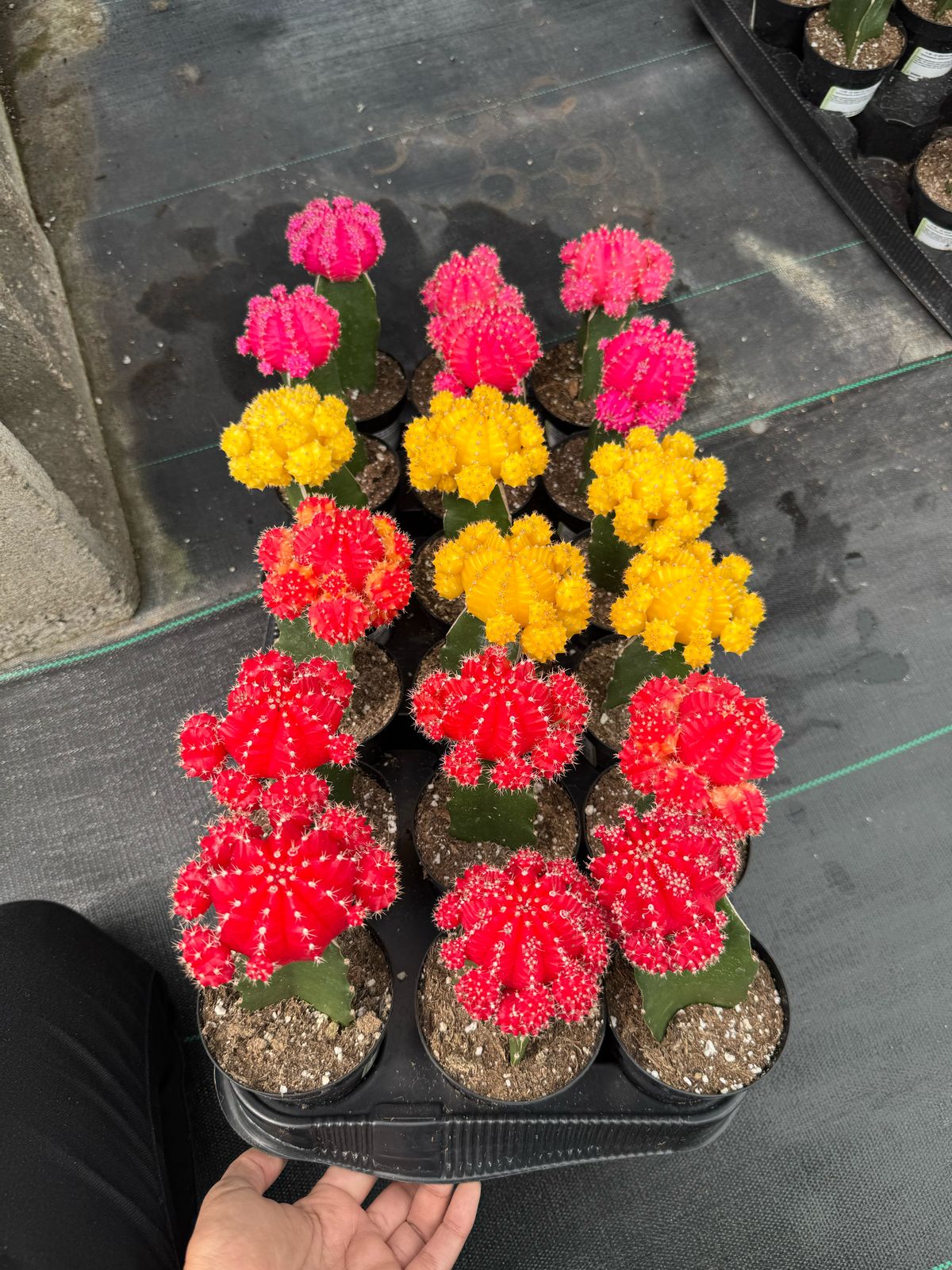 Injerto Gymnocalycium naranja chico
