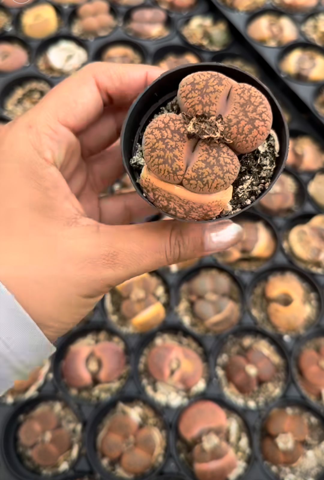Lithops individual maceta H