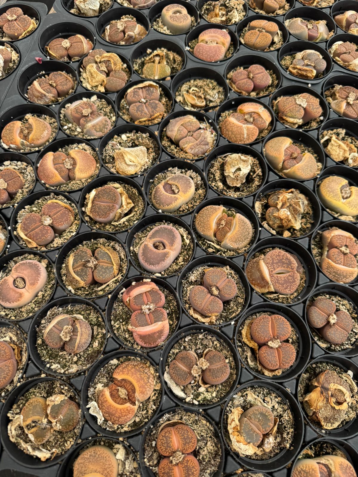 Lithops individual maceta H