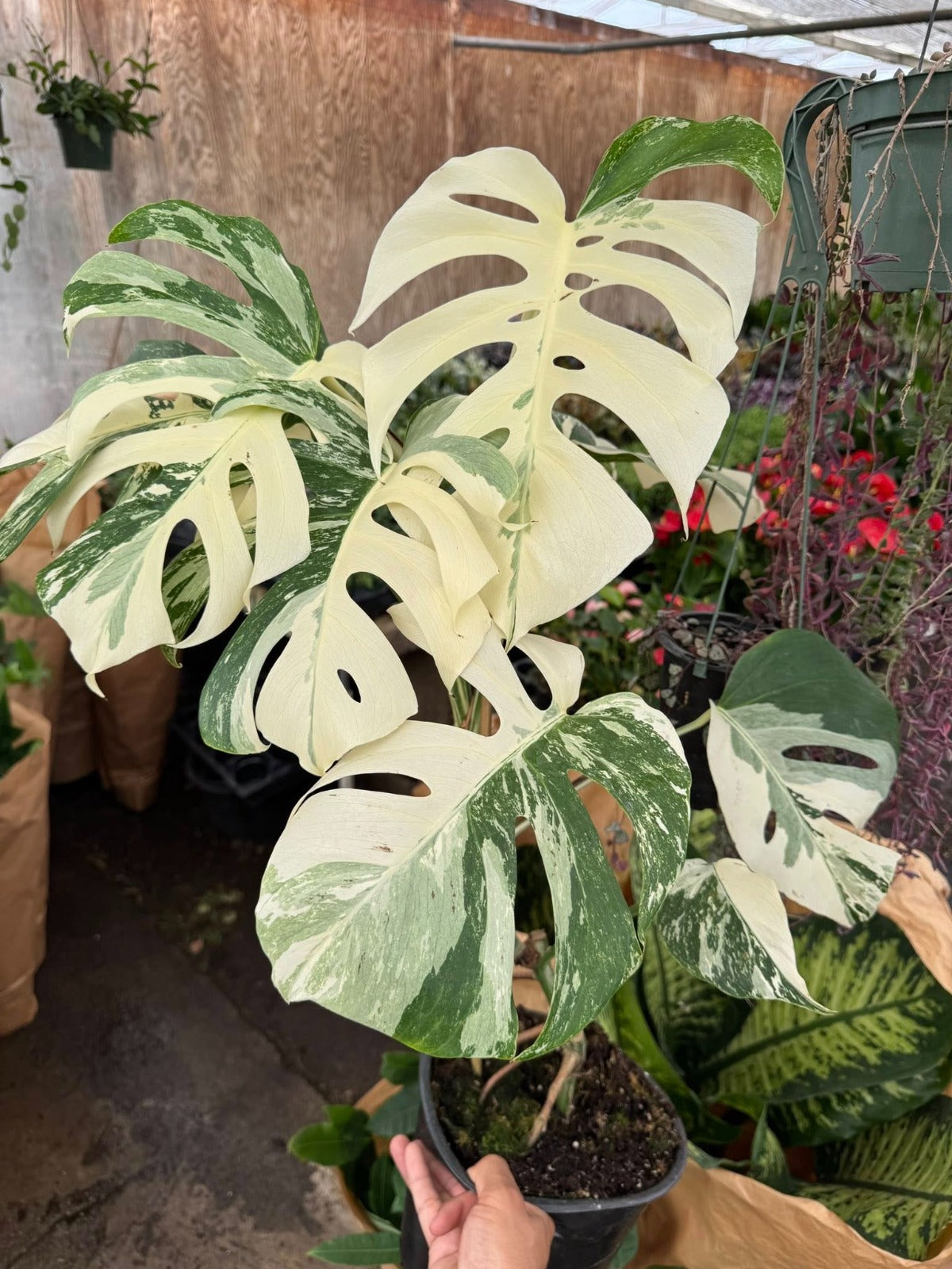 planta monstera comprar Monstera albo variegada (G) – TiaJuanas Plants México