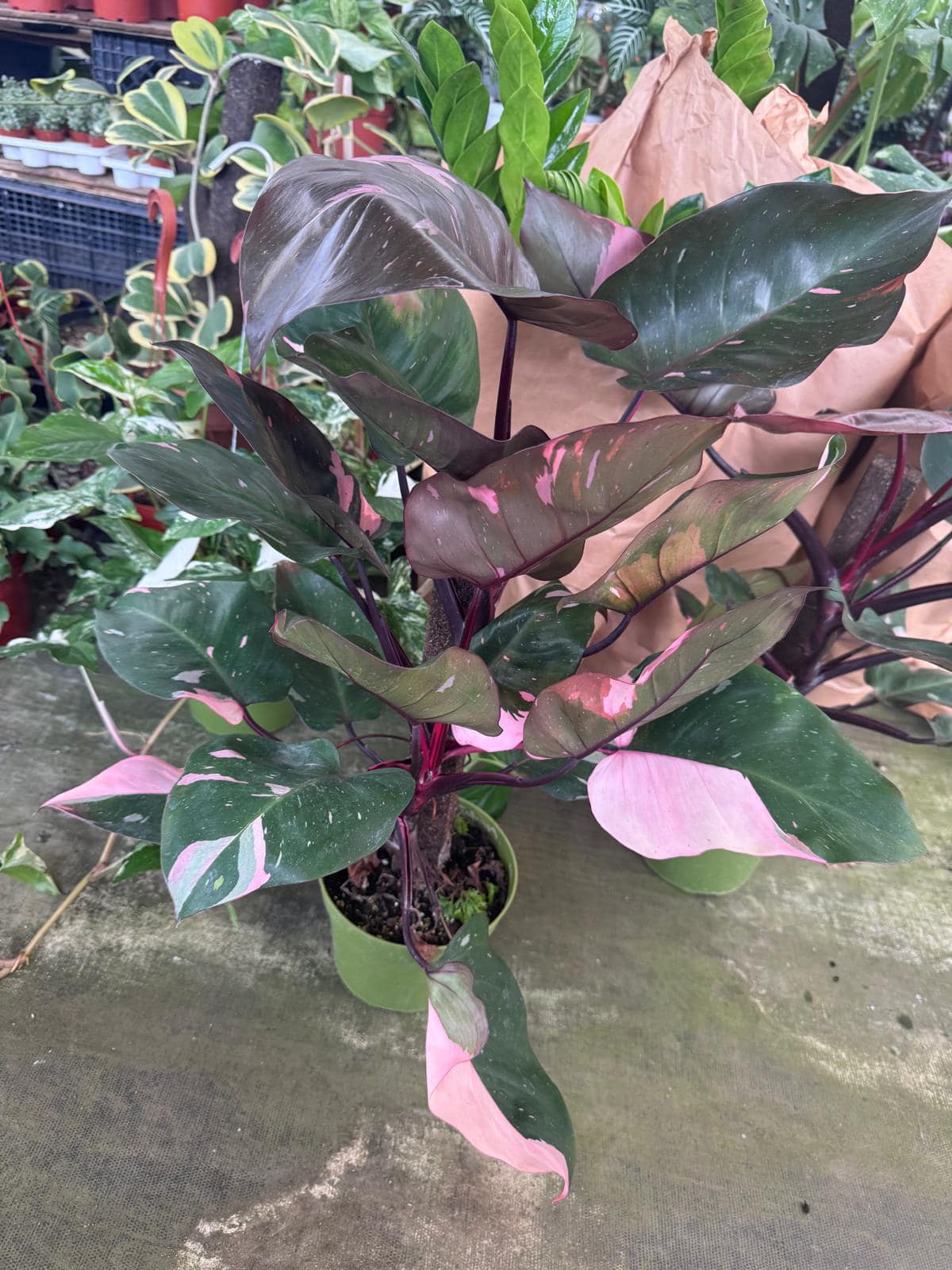 Philodendron pink princess jumbo 8"