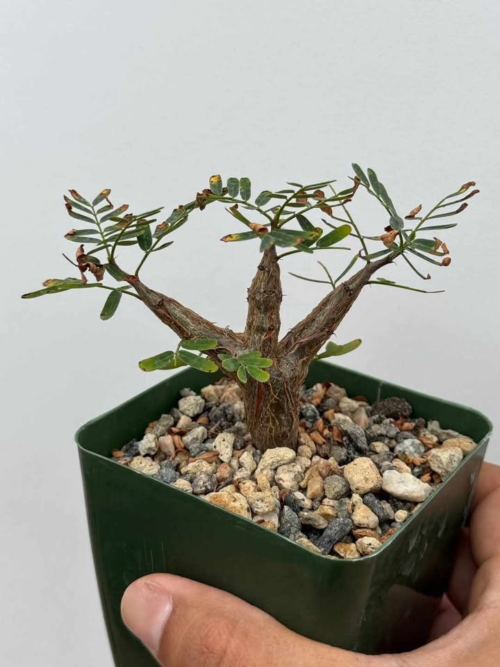 Senna meridionalis