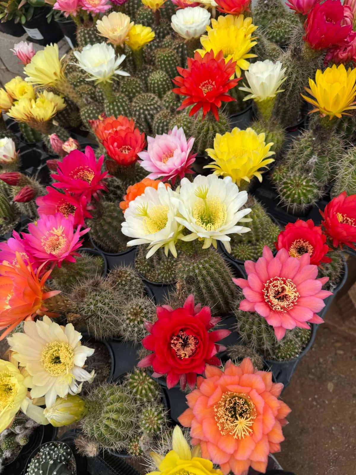 Trichocereus grandiflorus 6”