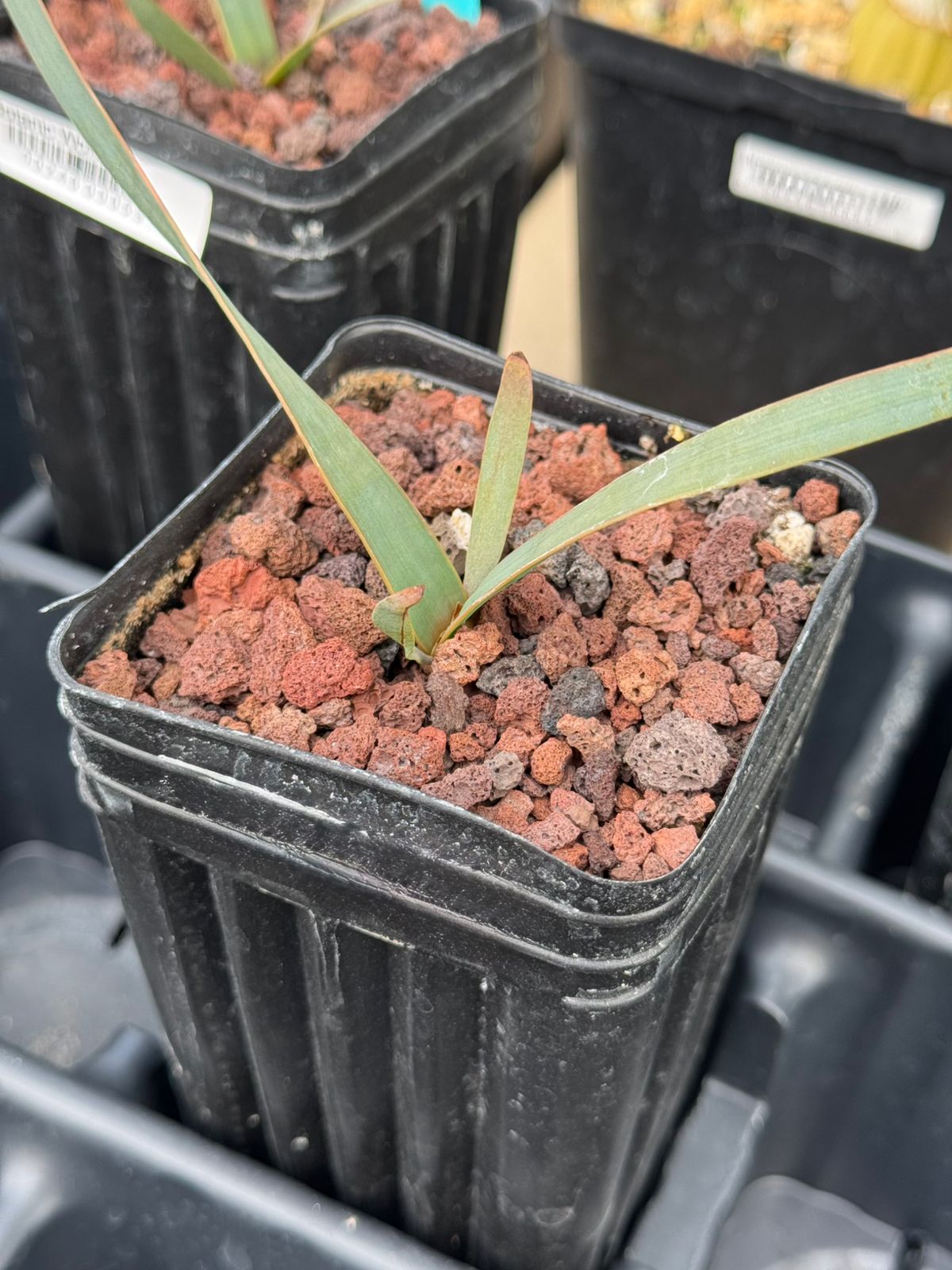 Welwitschia mirabilis