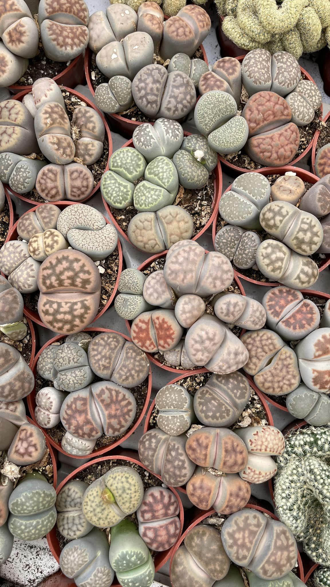 Lithops Cluster ( 1 maceta)