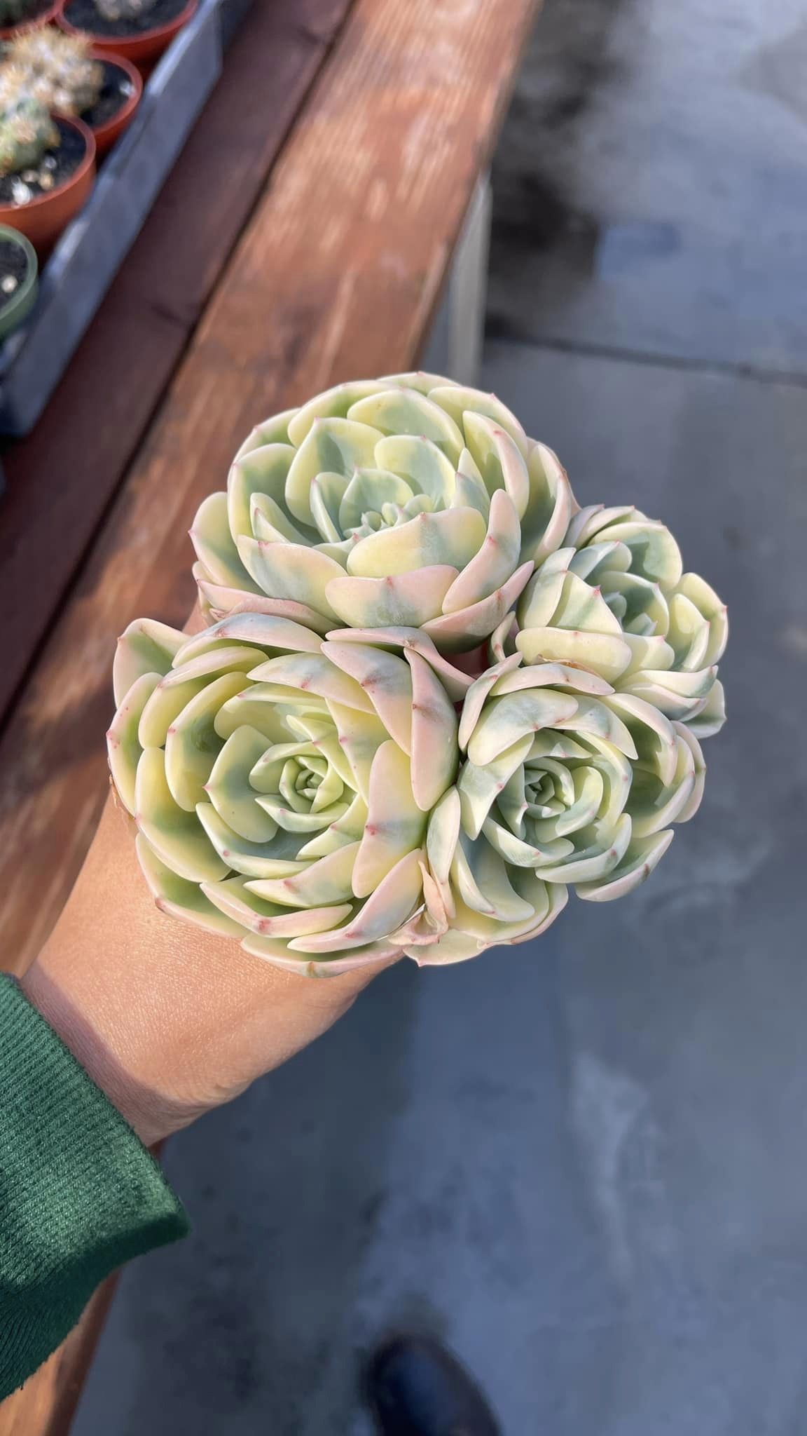 Echeveria Lenore dean