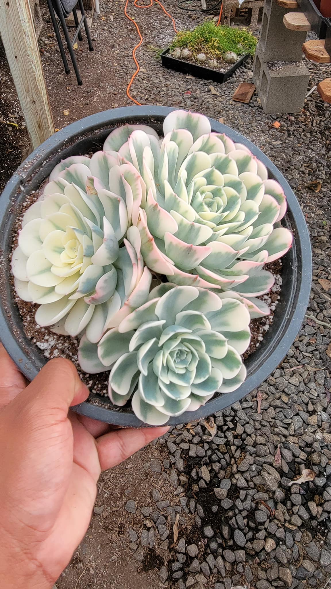 Echeveria Lenore dean