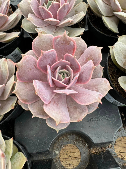 Echeveria 'Lola Pink Diamond' y 'Ángel Kiss'