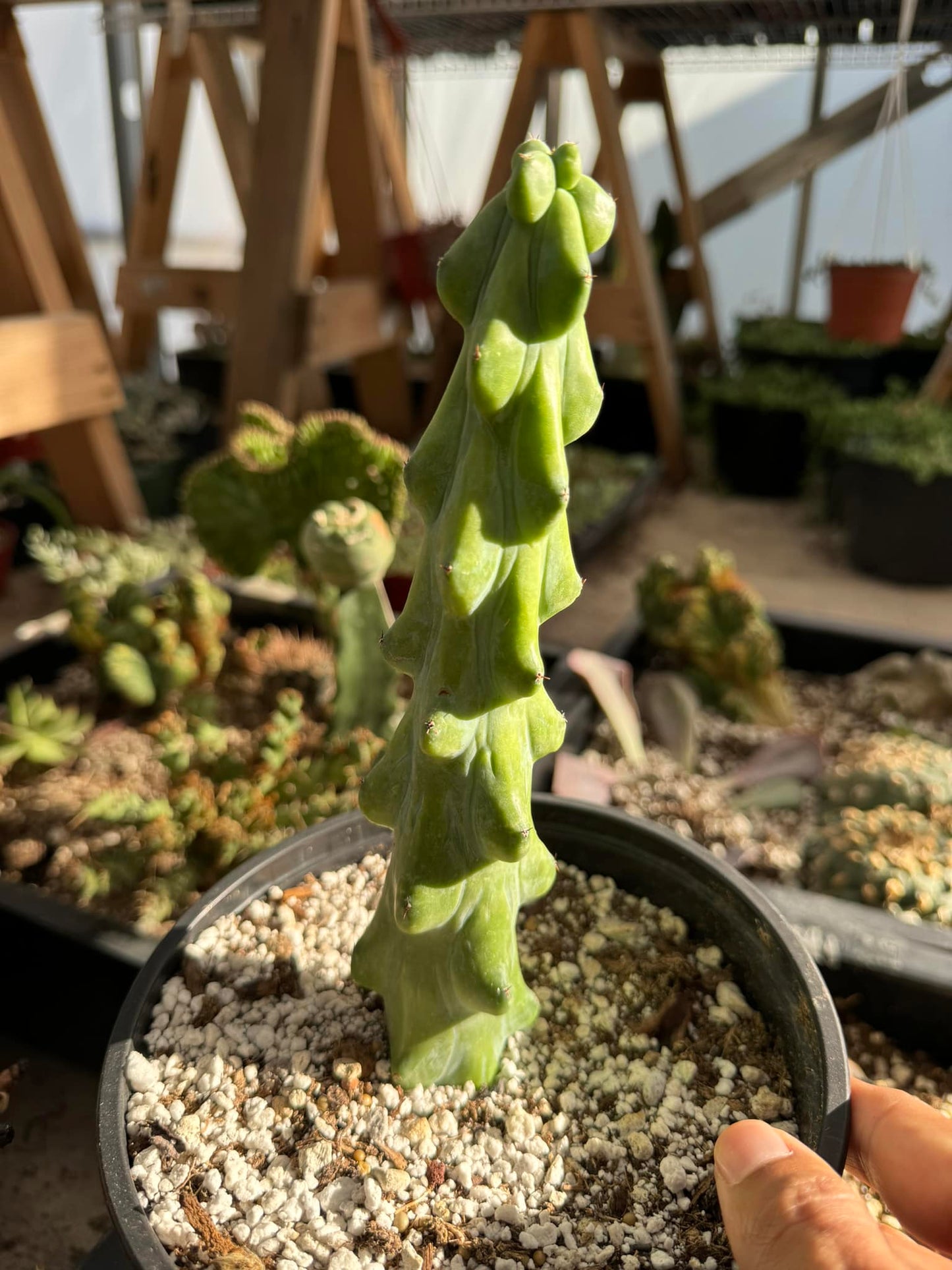 'Boobies' Cactus Myrtillocactus geometrizans 'Fukurokuryuzinboku'