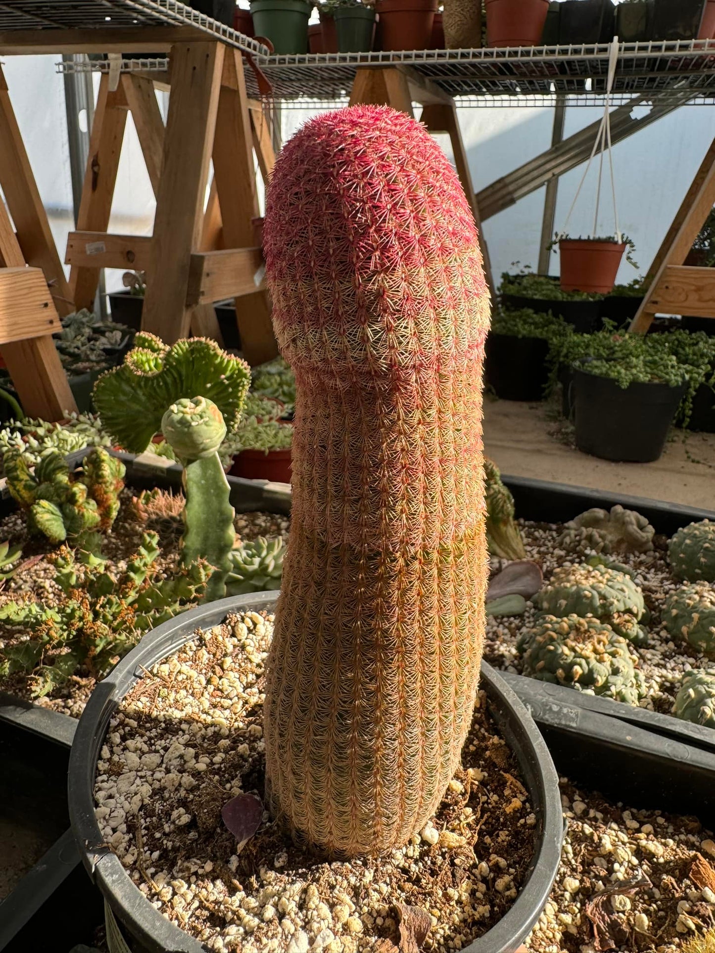 Echinocereus rubispinus jumbo