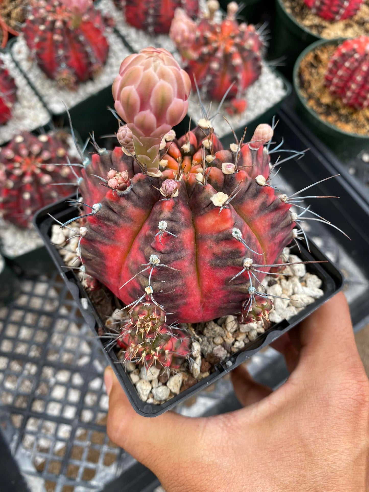 Gymnocalycium 'Glory' Variegado