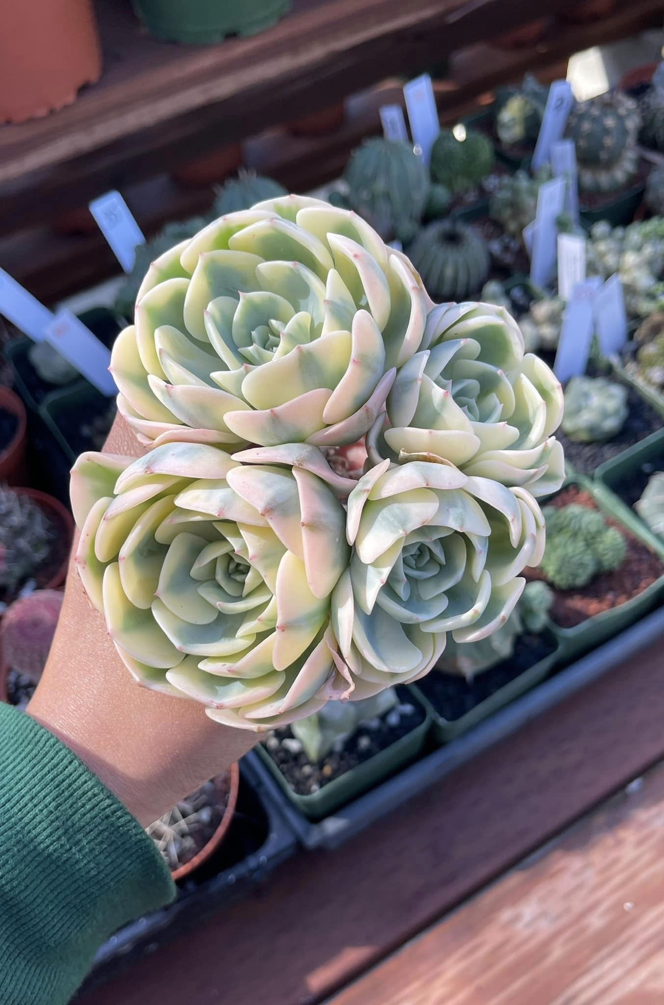 Echeveria Lenore dean