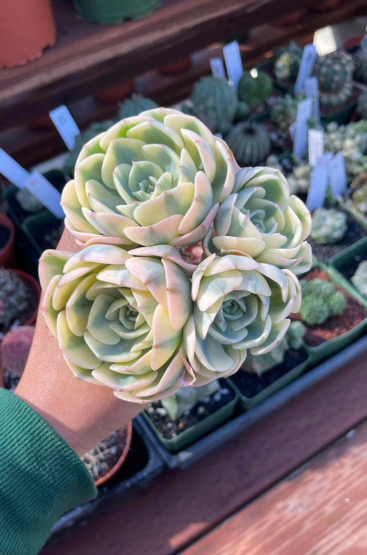 Echeveria Lenore dean