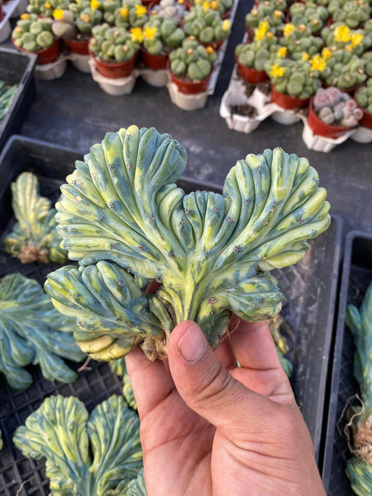 Cresta Myrtillocactus variegada