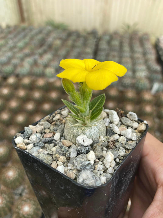 Pachypodium brevicaule