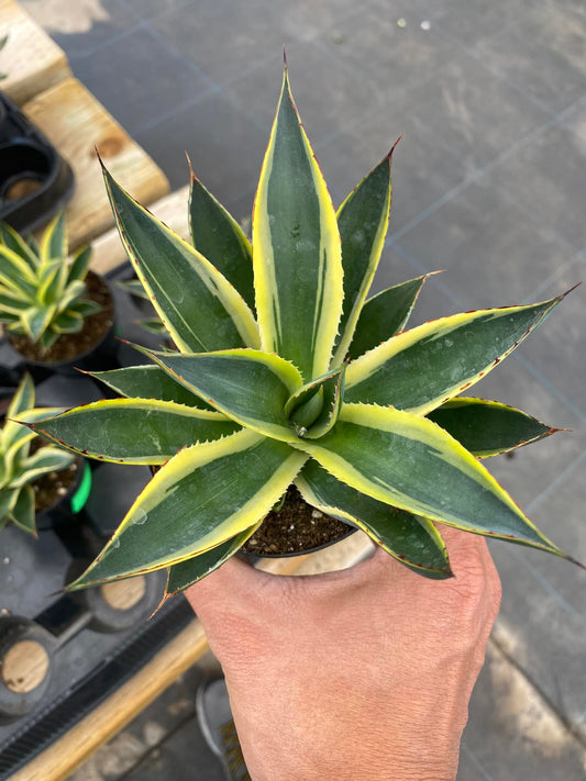 Agave sun glow 4"