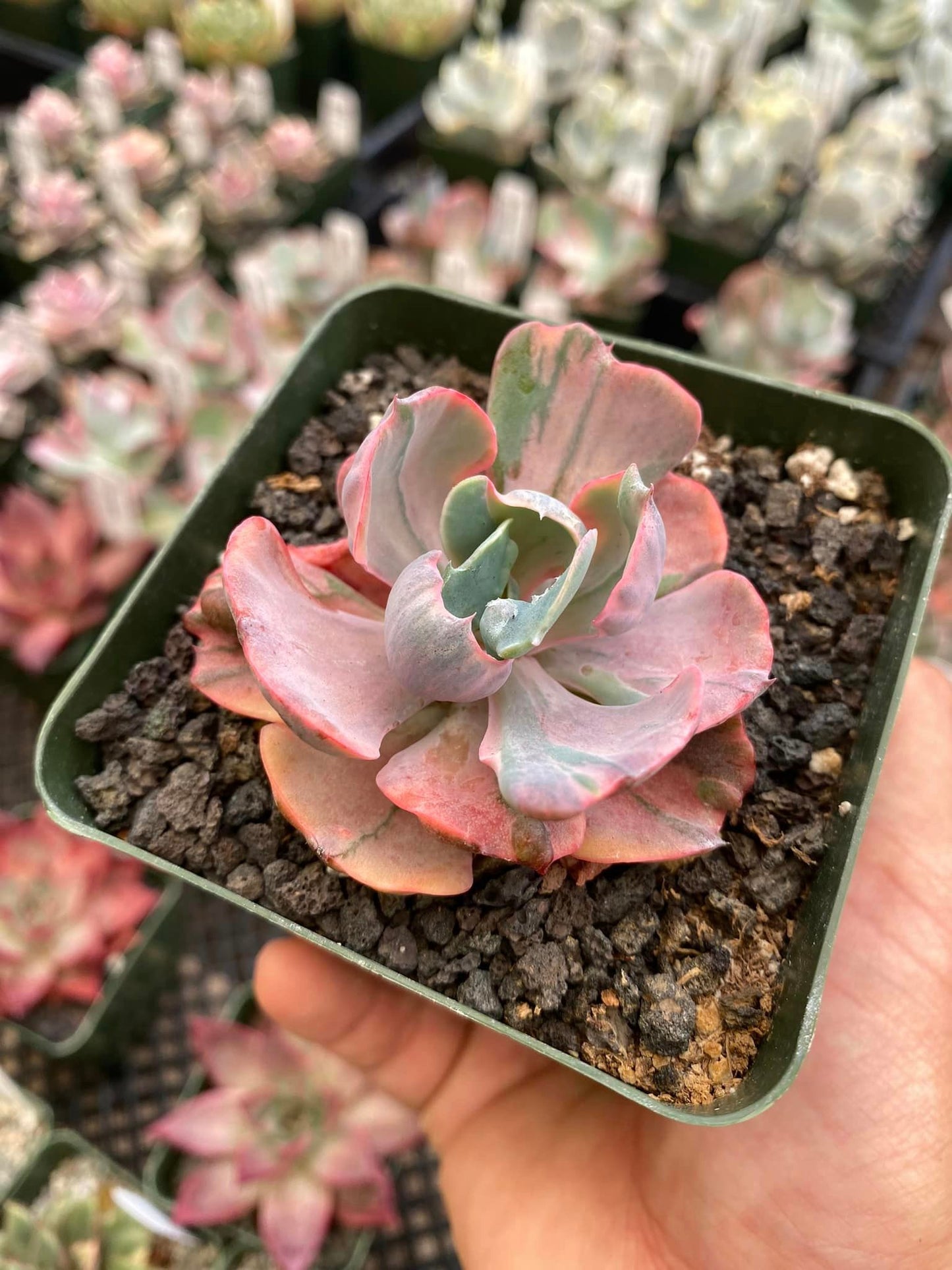 Echeveria beyonce