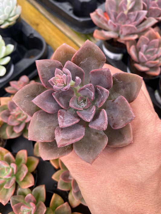 Echeveria Jessica